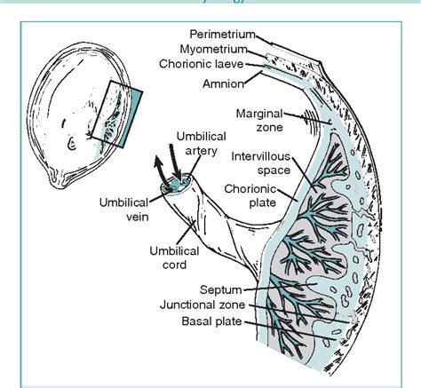 Placenta Structure Anatomy