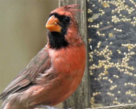 Cardinal Vs Red Bird 7 Ways To Help You Identify Them
