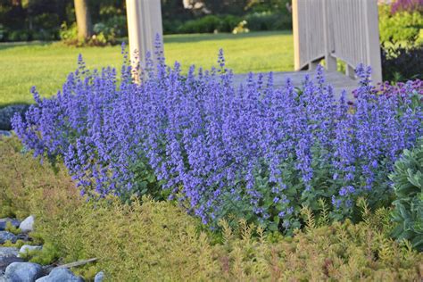 A wide variety of the cat s pajamas options are available to you, such as quick dry. 'Cat's Meow' - Catmint - Nepeta faassenii | Proven Winners
