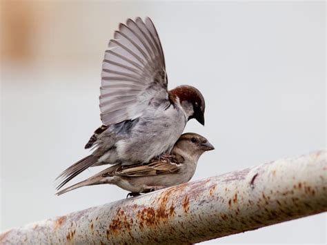 How Do Birds Mate Everything Explained Unianimal