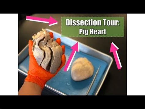 Heart Dissection Youtube