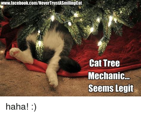 Facebookcomnever Trustasmilingcat Cat Tree Mechanic Seems Legit Haha