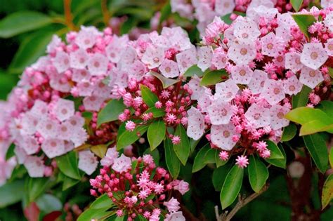 How To Grow And Care For Mountain Laurel New York Garden