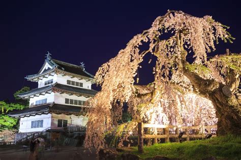10 Top Nighttime Cherry Blossom Viewing Spots All About Japan