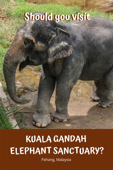 Elephant Sanctuary Bali Cruelty Free - Should you visit Kuala Gandah Elephant Sanctuary? - The Island Drum