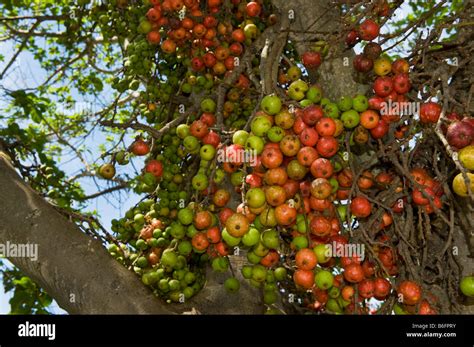 Figtree South Africa Fig Tree Fruit Ripe Red Green Figs Fruiting