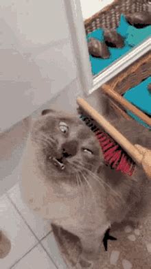 Find and save herding cats meme memes | from instagram, facebook, tumblr, twitter & more. Herding Cats GIFs | Tenor