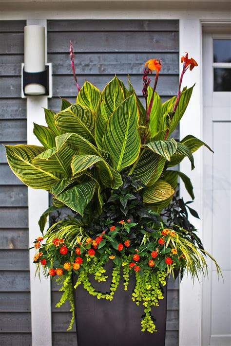 While many plants thrive in florida's hot sun, they should get ample water to promote strong roots and good growth. No-Fail Tropical Container Garden Combinations | Container ...