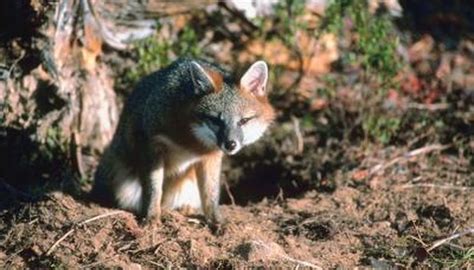 Types Of Foxes In Texas Animals Momme