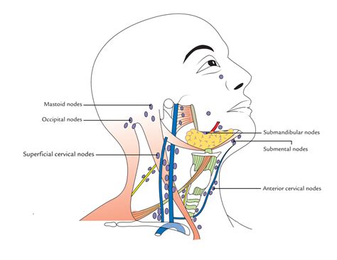 Posterior Auricular Lymph Nodes Senturinconnections