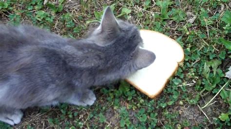 Cat Eats Bread Youtube