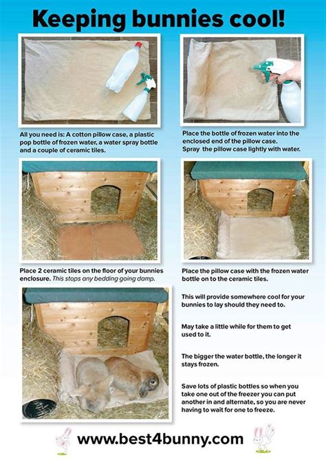 How To Keep Rabbits Cool In Summer Simple Top Tips Best 4 Bunny