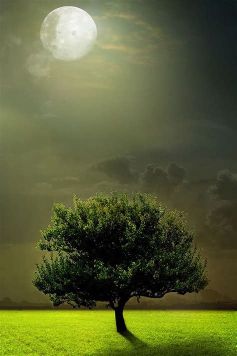 Moon And Tree Scenery Tattoo Beautiful Moon Nature Pictures
