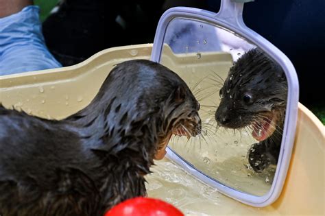 Adorable Photos Of Baby Otters Thatll Make Your Day Better Readers