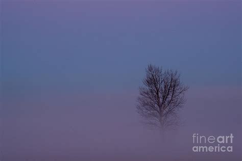 Lone Tree In Dissipating Fog Photograph By Paul Conrad