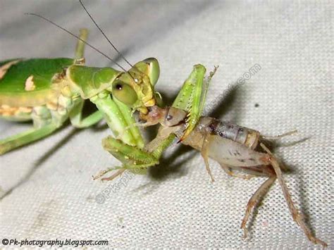 Not only do they look interesting, with their unique forelegs tucked up under their heads as if they're praying, but. What Do Praying Mantis Eat? | Nature, Cultural, and Travel ...