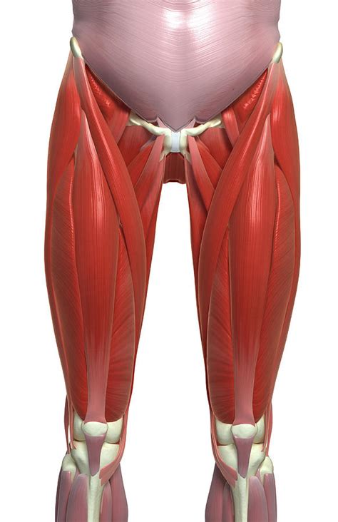 The Muscles Of The Lower Limb By