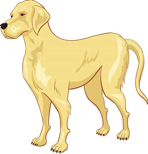 Check spelling or type a new query. Best Yellow Labrador Retriever Illustrations, Royalty-Free ...