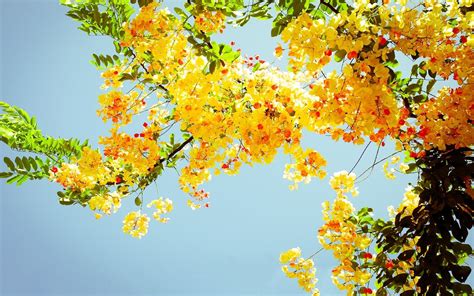Cherry Blossom Yellow Wallpapers Top Nh Ng H Nh Nh P