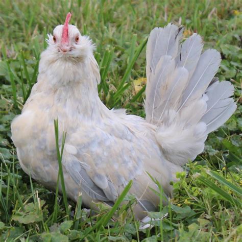 Porcelain Belgian Bearded D Uccle Bantam Day Old Chicks