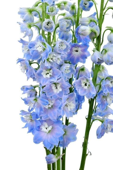 Delphinium Light Blue Wholesale Bulk Flowers 100 Stems Blue