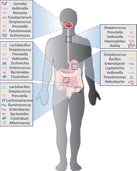 Human Microbiome Composition Varies By Location In The Gi Tract Download Scientific Diagram