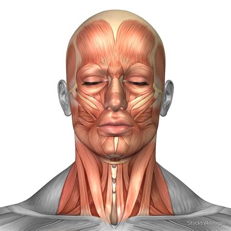 Anatomy Of Human Face And Neck Muscles Front View By