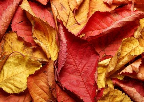 Texture Autumn Leafs Free Photo Download Freeimages