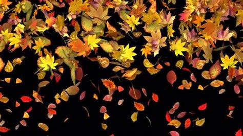 Autumn Leaves Falling Stock Motion Graphics Motion Array