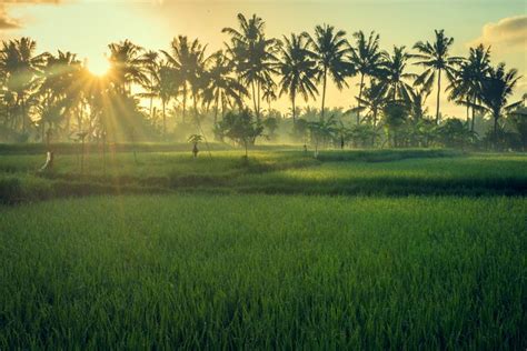 Rice Fields At Sunrise Landscape Photography Nature Nature