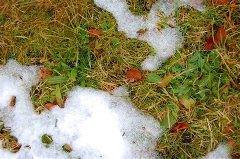 Problematisch wird es, wenn im frühling der blattschopf gedeiht, zeitgleich zur besten sammelzeit von bärlauch. Ernährungs-Mythen
