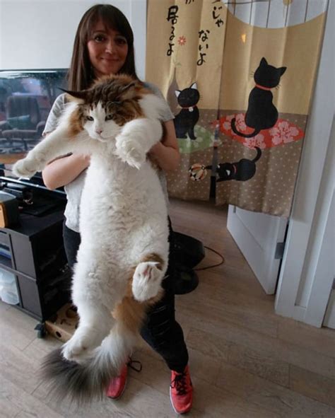the largest cat in nyc and possibly the world 28 lb aww