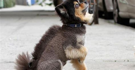 After grooming we should take a look at our dog's skin and rinse it with clear water to get rid of the rests of. Dogs With Funny Bad Haircuts That Are Just Ridiculous ...