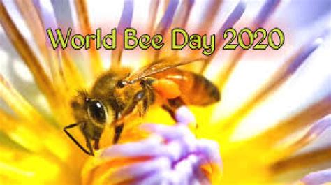 World Bee Day 2020