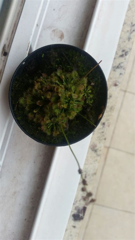 Hi Guys Newbie Here Just Got This Little Sundew From My Parents Any