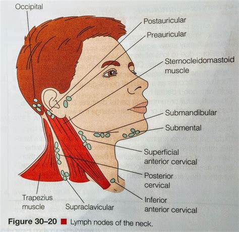 Diagram Neck Anatomy Glands Head And Neck Lymph Node Groups Of The