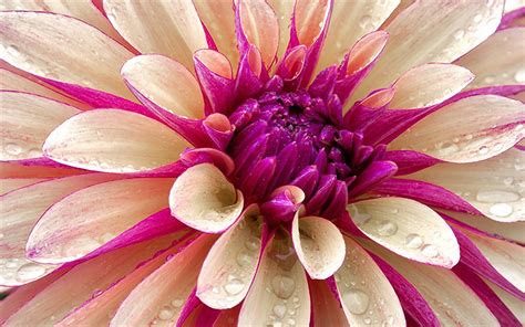 Desktop New Macbook Pro Pink Flower Wallpaper Macrumors Forums