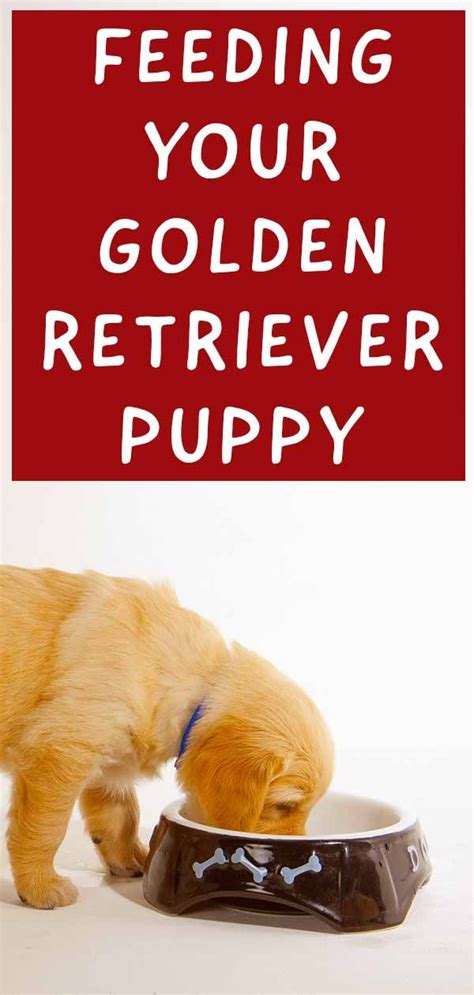 How much does it cost to buy food for a golden retriever? Feeding a Golden Retriever Puppy: Your Goldie Feeding ...
