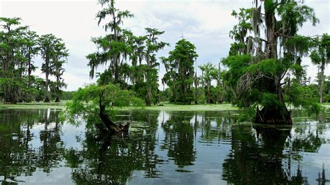 Loss Of Louisiana Marsh Lands Highly Likely As Sea Levels Rise Study