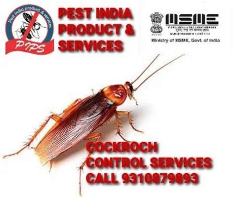 Cockroaches Pest Control Services At Rs 1000service कॉकरोच पेस्ट कंट्रोल सर्विस कॉकरोचेस