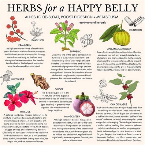 Hormone Regulating Herbs You May Have Never Heard Of Artofit