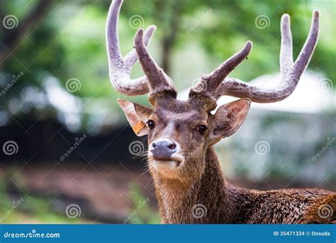 Head Shot Of Deer Stock Images Image 35471334