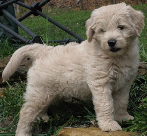 Our puppies are usually sold in advance of birth. Mini Goldendoodle Puppies for Sale in PA, California, NY ...