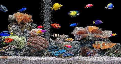 Free Fish Aquarium Wallpaper Wallpapersafari