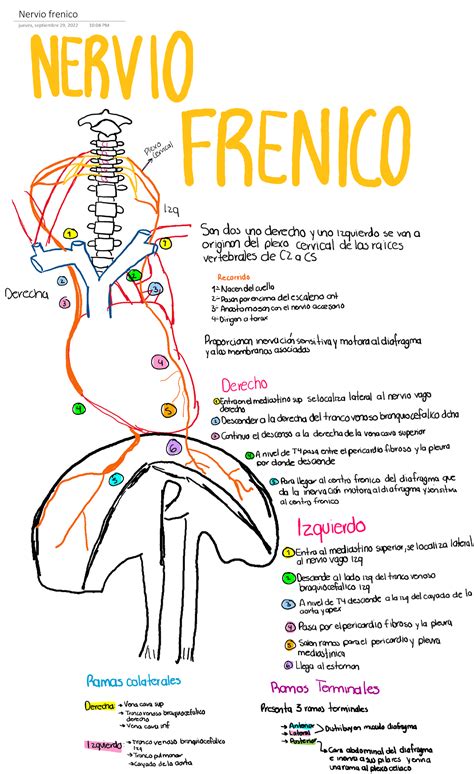 Nervio Frenico Espero Les Sirva Anatomía 1 Studocu