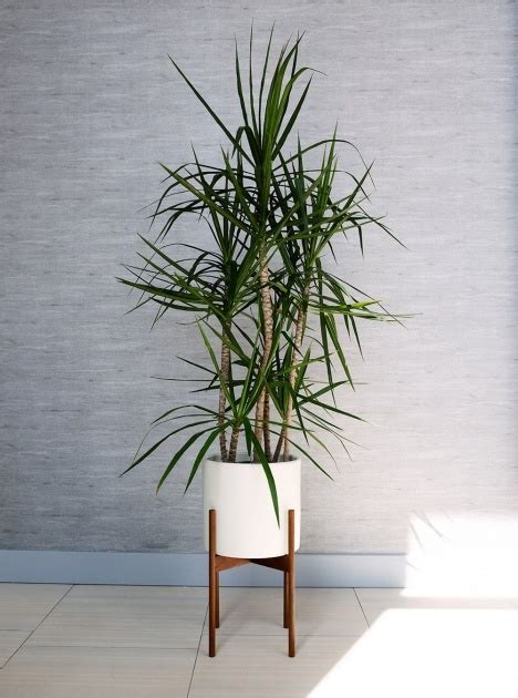 Tall Indoor House Plants Trees Garden Planters