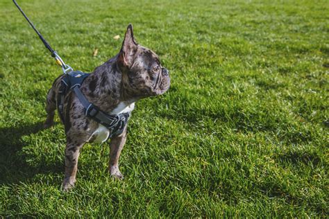 Our seattle, washington puppy families recognize that there is a better way to choose and purchase a puppy. RUFFined Spotlight: Mateo the French Bulldog | Seattle Refined