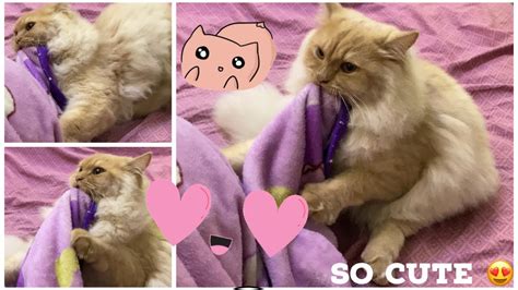 We did not find results for: VERY happy and relaxed cat making biscuits - YouTube