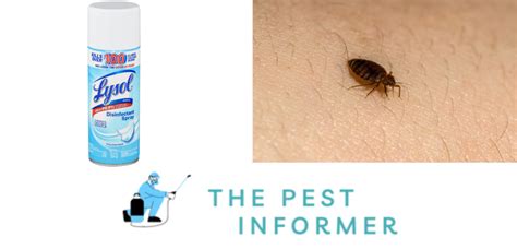 Does Lysol Kill Bed Bugs Tried And Tested In 2023 The Pest Informer