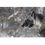 DNR Survey Finds Mixed Views On Gray Wolves  The Timberjay